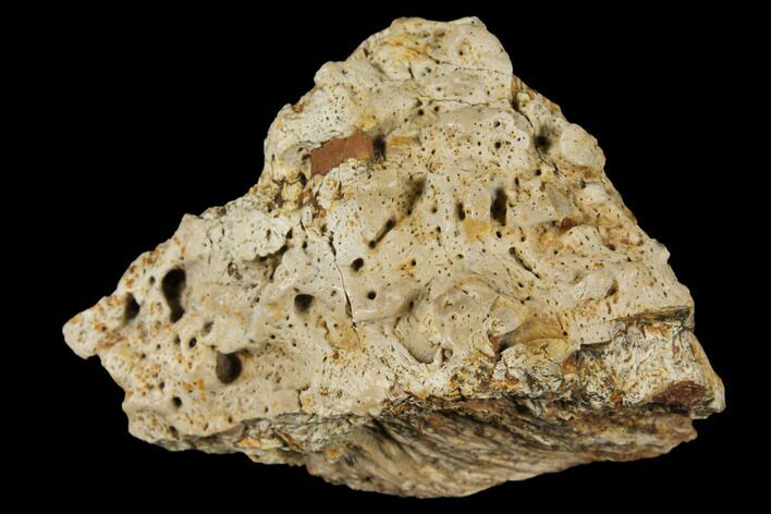 Pachycephalosaurus Skull Fragment - Alberta (Disposition #) #129771